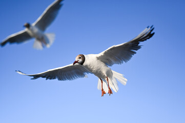 Flying seagull in the sky at Boltenhagen, Baltic sea