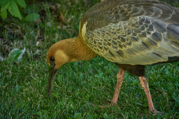 Close-up view of a buff-necked ibis on a green grass, Patagonia, Argentina