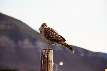 Bird of prey in Argentina 