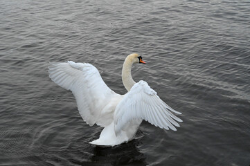 White swan aggressively stretching its wings while floating in the lake. © Ivars T.