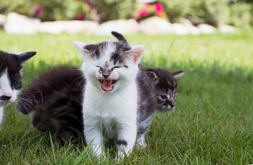Cute kittens in the garden on a sunny day