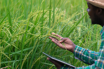 African farmer holding tablet for  research in organic rice field.Agriculture or cultivation concept
