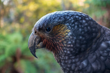 Close up of a New Zealand Kaka