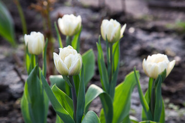Fresh white peony tulips blooming in the ground. Close up