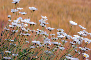 Pollen allergy: ox-eye daisy flowers (Leucanthemum vulgare)