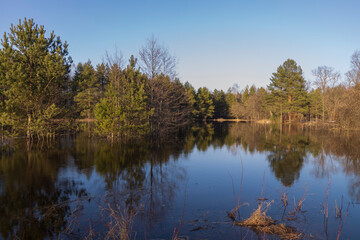 River flood in the foreground. The pines are illuminated by the rays of the setting sun. The blue sky and trees are reflected in the water.