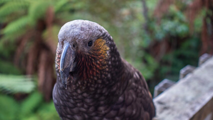 New Zealand Kaka