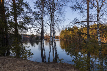 River flood. The pines are illuminated by the rays of the setting sun. Birch and pine trees in the foreground.
