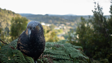 New Zealand Kaka on a fern tree