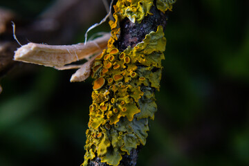 Macro Photos and more of other things