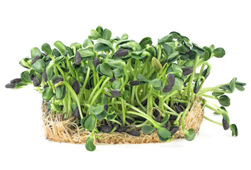 Sunflower sprouts isolated on a white background, healthy eating concept. Raw sprouts, microgreens.