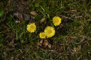 podbiał, kwiat © drlmk