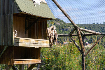 View of a griffon vulture inside a wooden hut inside a cage