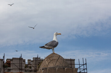 Seagull sits on a stone fence against the sky. There is free space for text.