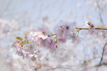 Spring cherry blossom against blue sky