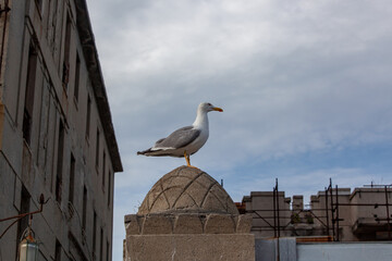 Seagull sits on a stone fence against the sky. There is free space for text.