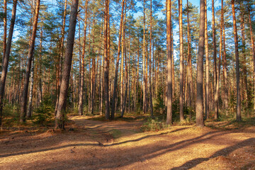 Pine forest with its paths in the fabulous rays of sunshine. Belarusian nature, spring.