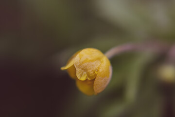 Macro Photos and more of other things