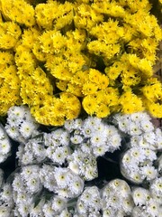 Yellow and white common daisies for sale