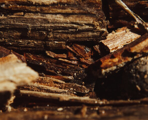 close up of a log