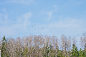 Cranes flying through the sky above a meadow in the middle of the forest