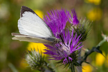 Small white butterfly on thistle