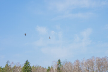 Cranes flying through the sky above a meadow in the middle of the forest
