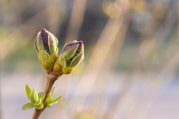 The first leaves and swollen buds of the ornamental garden plant Syringa vulgaris. Lilac...