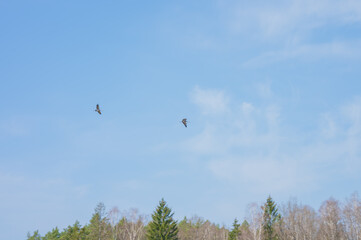 Cranes flying through the sky above a meadow in the middle of the forest