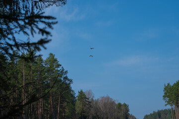 Cranes flying through the sky above a meadow in the middle of the forest