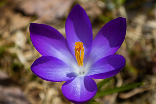 A closeup of a single purple crocus flower