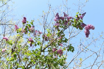 Lilac blossoms. Oleaceae deciduous tree.