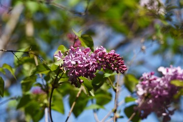 Lilac blossoms. Oleaceae deciduous tree.