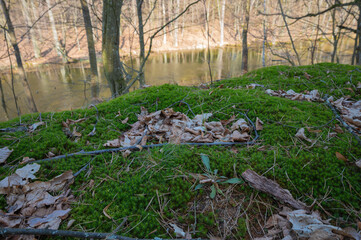 Moss on a tree in the middle of the forest