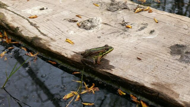 Frog sitted on a piece of wood floating on a lake. Green toad with plants and water