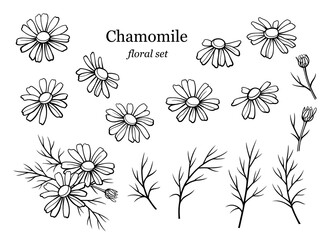 Chamomile flowers set. Daisy wild flowers and leaves isolated on white background. Line art drawing, vector illustration