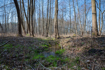 Hidden lake in the middle of the forest