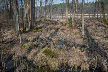 Hidden lake in the middle of the forest