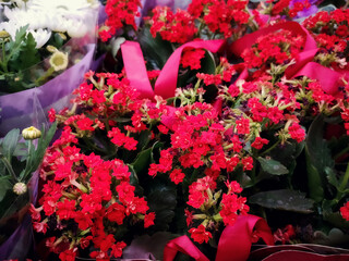 Potted houseplants on a shelf in a store, blur, selective focus