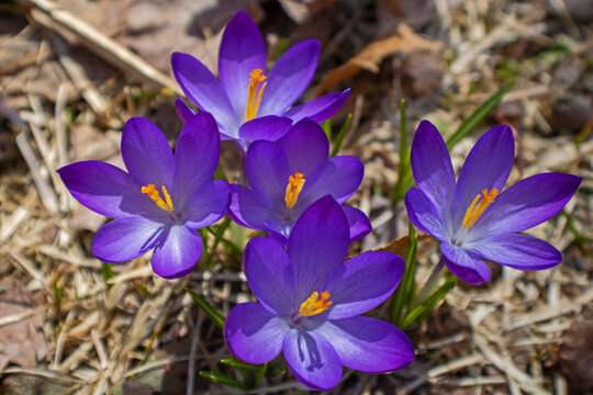 A cluster of purple crocus in early spring