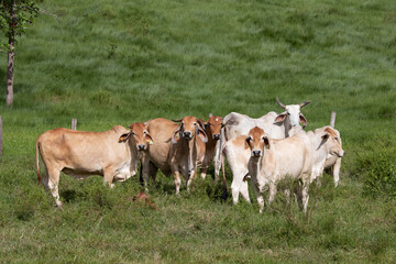 Fototapeta premium Troupeau de vaches