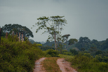 Obraz na płótnie Canvas Sur la route de l'Amazonie