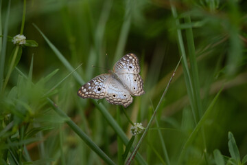 Papillon à Sinnamary