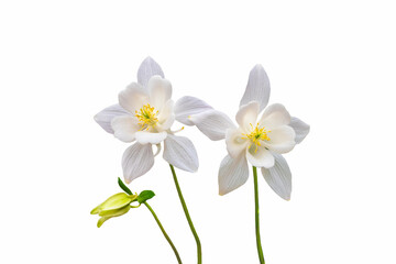 Fototapeta na wymiar White columbine flowers isolated on white background