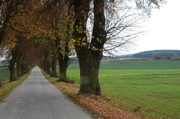 nature