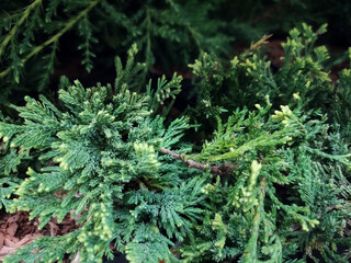 Cutting of a coniferous plant for planting in the garden on the shelf in store