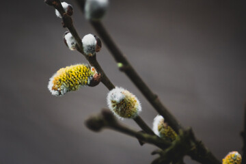 Blooming Willow, Spring, Eastern Europe, Poland
