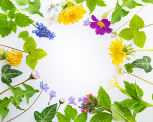 Spring flowers frame on white background with copy space. Circular, round shape. Medicinal and cosmetic herbs. Spring wild flowers of meadow and forest.