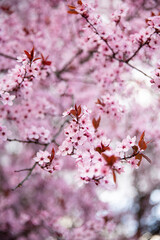 Beautiful cherry blossom sakura in spring time over blue sky. Spring time in the nature. Botanical garden, sakura blossoms, tree pink flowers, closeup. 