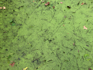 Green swamp, bog with plants and thickets background, top view